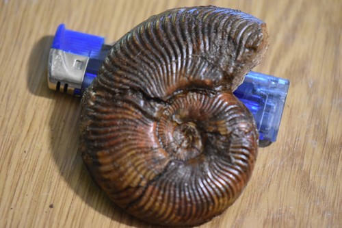 Ammonite pseudogrammoceras - ammonite,