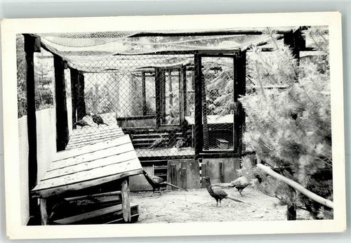 39425983 pheasant aviary - pheasant,