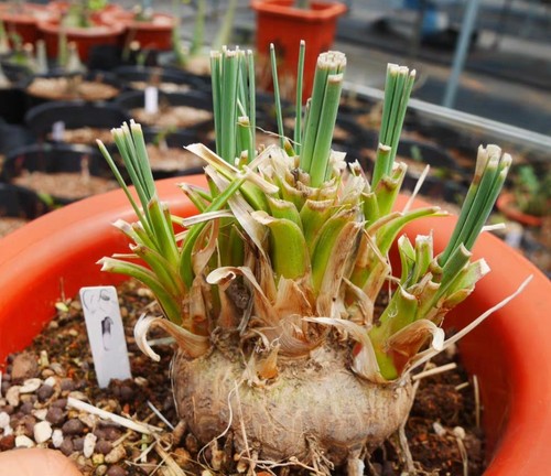 Rare cacti calibanus hookeri - rare,