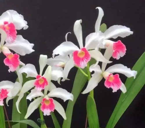 Laelia purpurata var - ., carnea