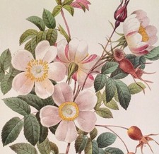 P. J. Redoute Flowers Rosier De Candolle Botanical Art Print Book Plate 130