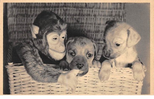 Animaux 69895 chiens - -,