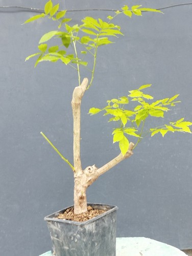 Bonsaï glycine cm en - bonsaï,