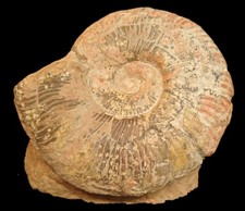 Belle Ammonite