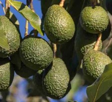 Création de votre jardin exotique : 10 plantes emblématiques