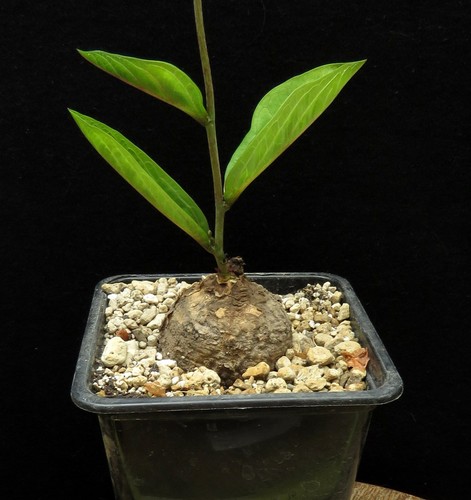 Adenia goetzei euphorbia - goetzei,
