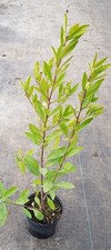 Ilex paraguariensis / Thé du