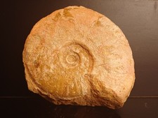 ammonite Peu Courant Leioceras Bifidatum Aalénien Belmont 102mm 12v142