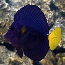 Purple Tang - Live Saltwater Aquarium Fish (Zebrasoma xanthurum)