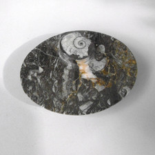 empty bowl pocket fossil stone with ammonite