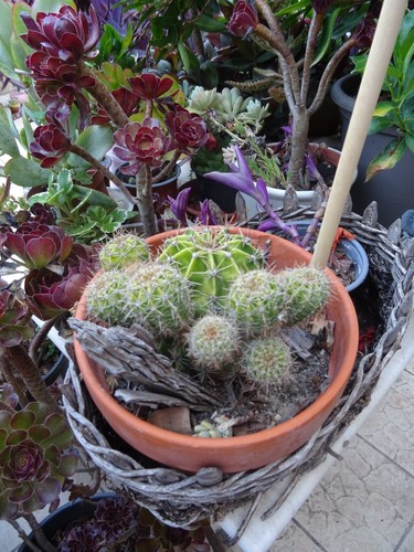 Lot cacté et plantes - et,