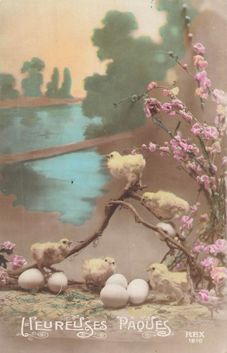 Paques poussins branche - cp,