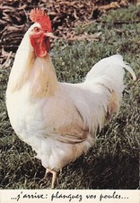 Postcard 10x15cm HUMOROUS ANIMALS ROOSTER GALLO Chickens