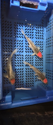 Imported koi fish 10 - koi,