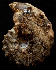 Ammonite Mammites nodosoides