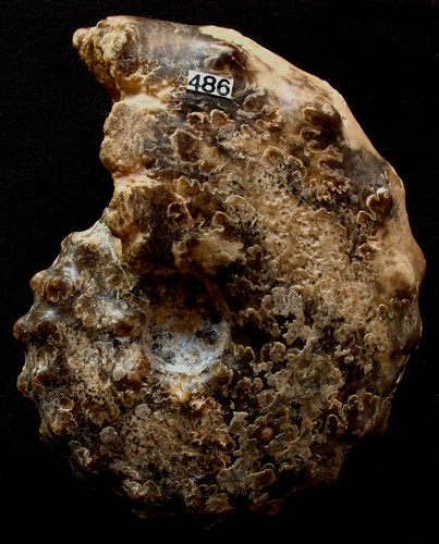 Ammonite mammites nodosoides - ammonite,