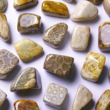 ★☆ CORAIL FOSSILE d'Indonésie - Pierres roulées à l'unité - 2 à 2,5 cm ☆★