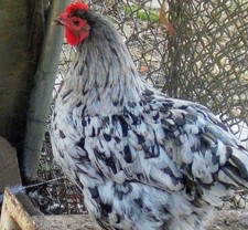 Hatching Maran Eggs 12