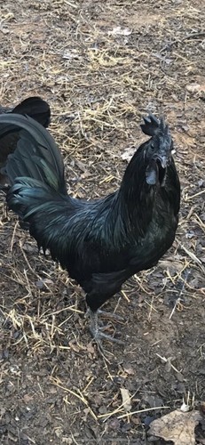 Extra fertile chicken - extra,