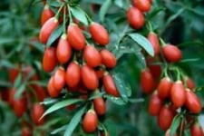 100 Graines de Goji Méthode BIO plante fruit vivace jardin potager
