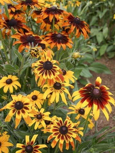 Lot graines rudbeckia - 25,