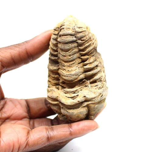Trilobite fossile 80gr - , 80mm