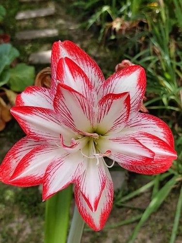 Imported amaryllis lily flower - imported,
