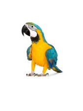 Bavoir Noire Boucle Réglable Rapide Perroquets Ara Ararauna Ou Cacatoès