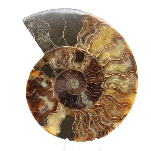 Ammonite fossile découpe - ammonite,