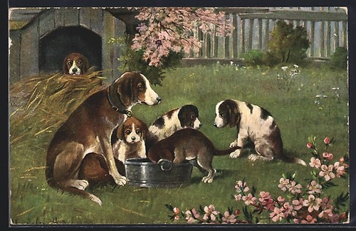 Carte postale chiens - , devant