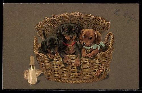 Carte postale chiots - , teckel