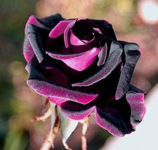 10x graines de Rosier Rose et