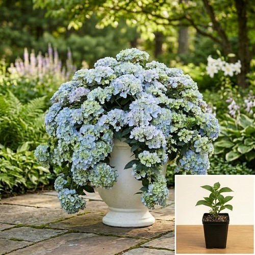 Cascade hydrangea fairytrail - cascade,