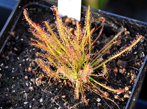 Drosera anglica filiformis - drosera, x