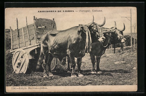 Lisbonne bovins tendus devant - lisbonne,,