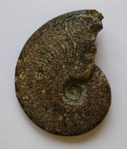 Ammonite pyrite toarcien - pyrite, du