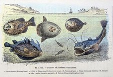 POISSONS TÉLÉOSTÉENS 