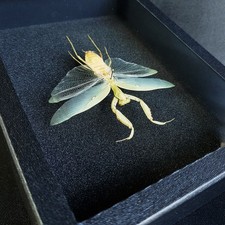 Véritable phasme feuille 