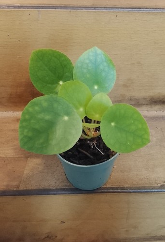 Jeune pilea peperomioides - pilea,