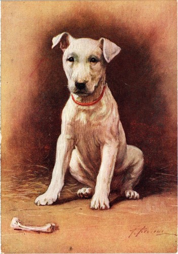 Cpa bull terrier - cpa,