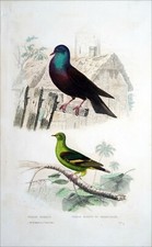 ORNITHOLOGY - ROMAN PIGEON AND RAMIER PIGEON from MADAGASCAR - 19th century engraving
