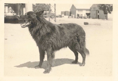 Ancienne photographie - ancienne,