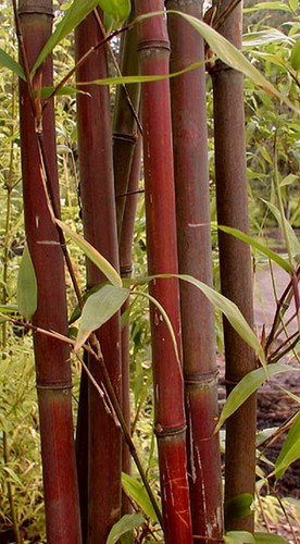 Bambou rouge fargesia - ,