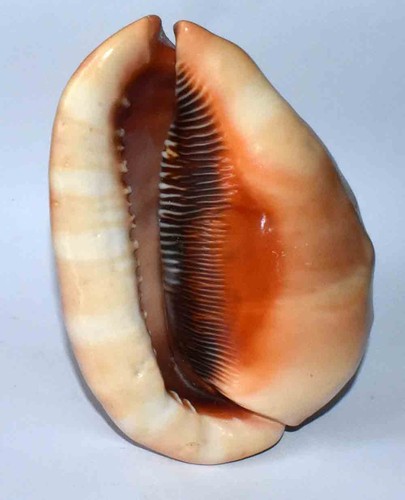 Sea shell coquillages - sea,