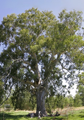 100 graines eucalyptus - 100,