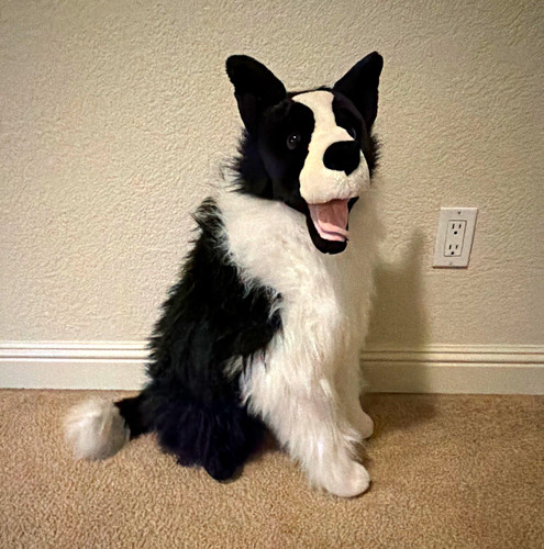 Black white border collie - black,
