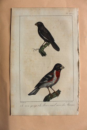 Gravure colorée oiseaux 1824 - oiseaux,