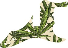 WD Custom Pickguard For Fender