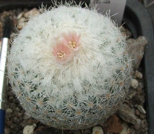 Graines epithelantha - 15,