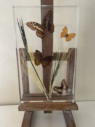 Cadre entomologique - , 4